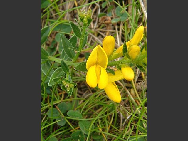 Genista pilosa Hairy Greenweed Fabaceae Images