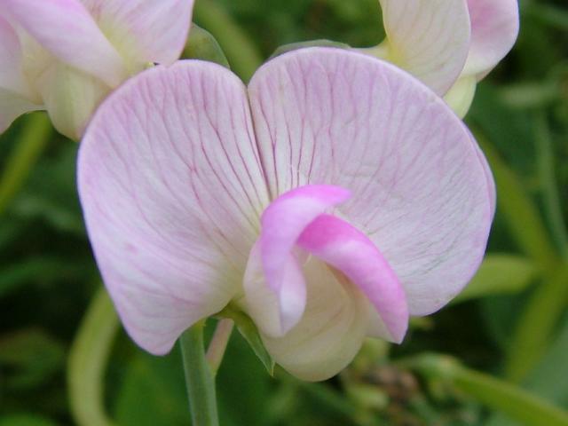 Lathyrus latifolius Broad leaved Everlasting Pea Fabaceae Images