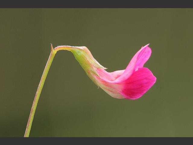 Lathyrus nissolia Grass Vetchling Fabaceae Images