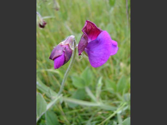 Lathyrus odoratus Sweet Pea Fabaceae Images