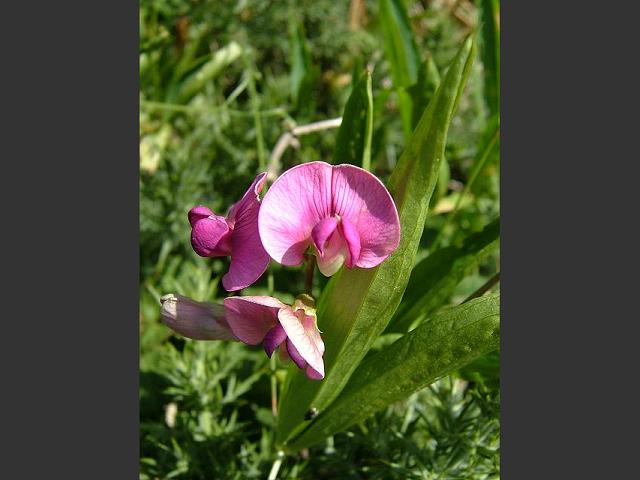 Lathyrus sylvestris Narrow leaved Everlasting Pea Fabaceae Images