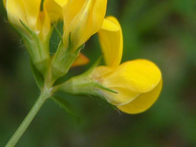 Lotus angustissimus Slender Birds foot Trefoil Fabaceae Images