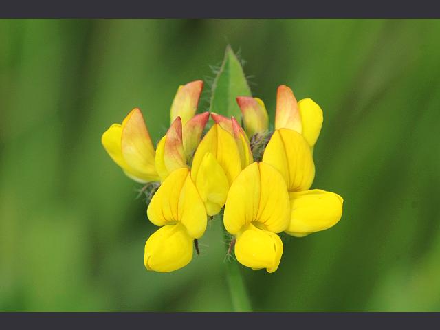 Lotus pedunculatus Large Birds foot Trefoil Fabaceae Images