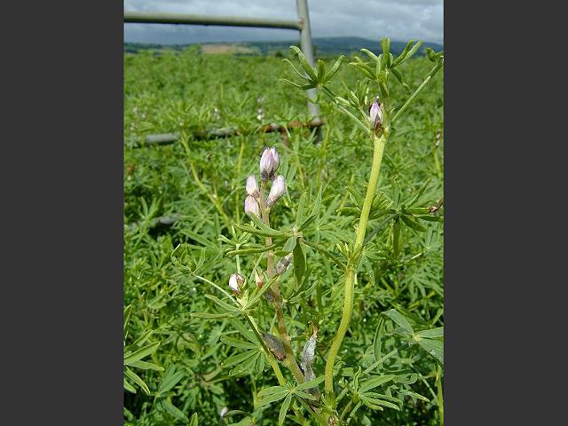 Lupinus angustifolius Narrow leaved Lupin Fabaceae Images