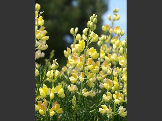 Lupinus arboreus Tree Lupin Fabaceae Images