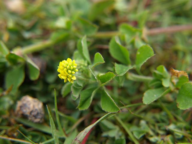 Medicago lupulina Black Medick Fabaceae Images