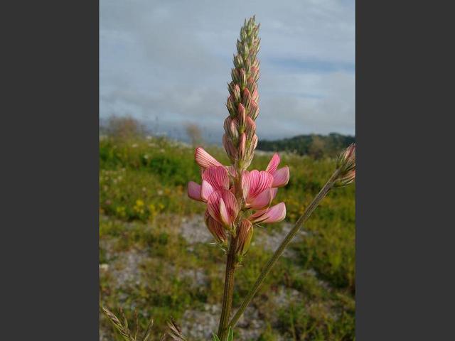 Onobrychis vicifolia Sainfoin Fabaceae Images