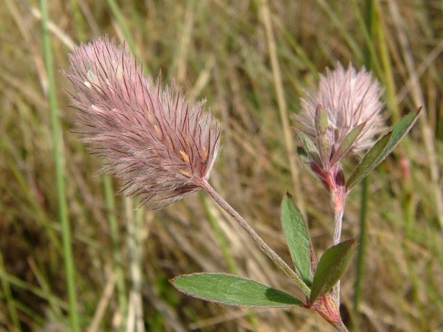 Trifolium arvense Hares foot Clover Fabaceae Images