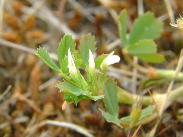 Trifolium ornithopodioides Birds Foot Clover or Fenugreek Fabaceae Images