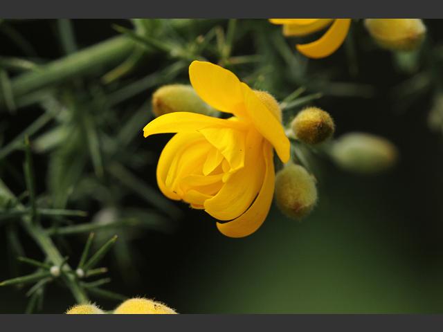Ulex europaeus Flore Pleno Double flowered Gorse or Furze Fabaceae Images