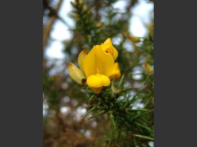 Ulex europaeus Gorse or Furze Fabaceae Images