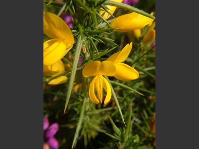 Ulex gallii Western Gorse Fabaceae Images
