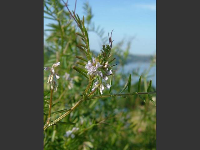 Vicia hirsuta Hairy Tare Fabaceae Images