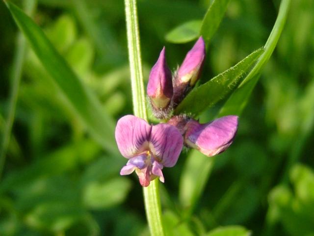 Vicia sepium Bush Vetch Fabaceae Images