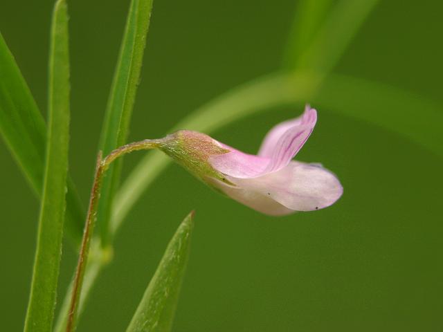 Vicia tetrasperma Smooth Tare Fabaceae Images