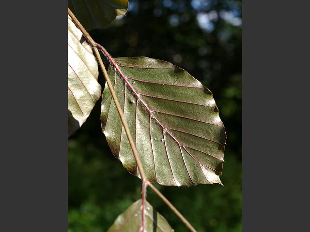 Fagus sylvatica Purple or Copper Beech Fagaceae Images