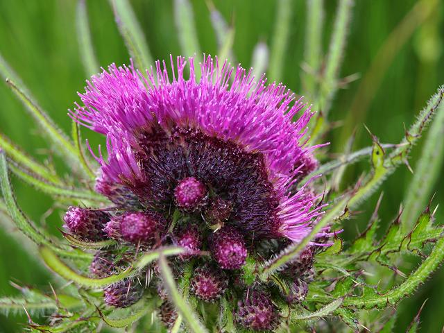 Images of Plant Fasciation Thistle Weld Agapanthus Toadflax Brassica Kale Beet