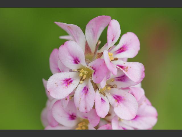 Francoa ramosa Maidens Wreath Francoaceae Images