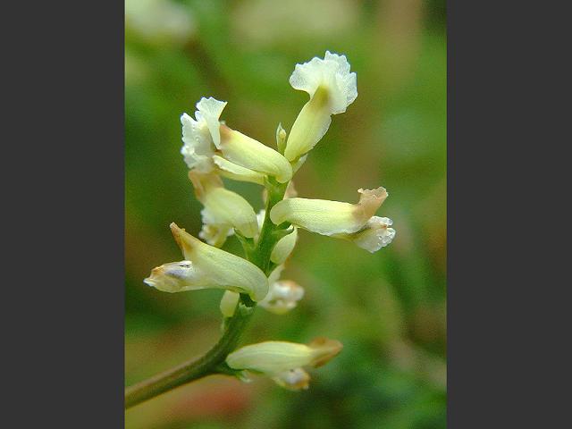 Ceratocapnos claviculata Climbing Corydalis Fumariaceae Images