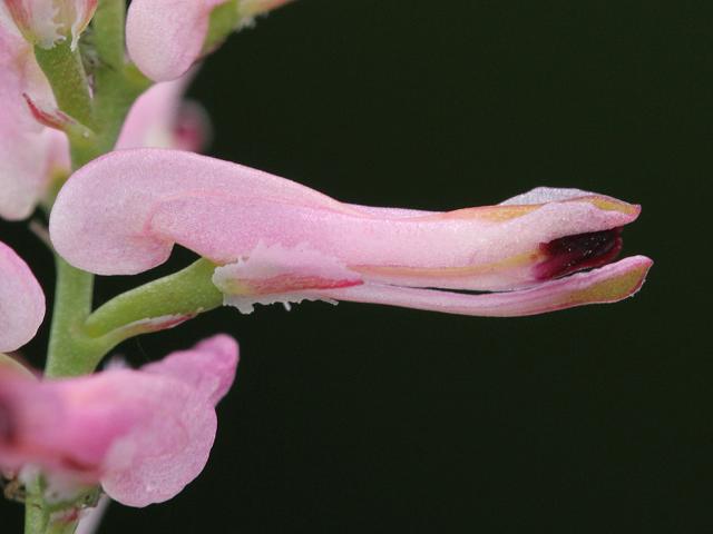 Fumaria bastardii Tall Ramping Fumitory Fumariaceae Images