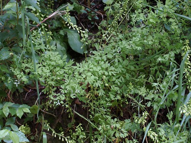 Fumaria capreolata White Ramping Fumitory Fumariaceae Images