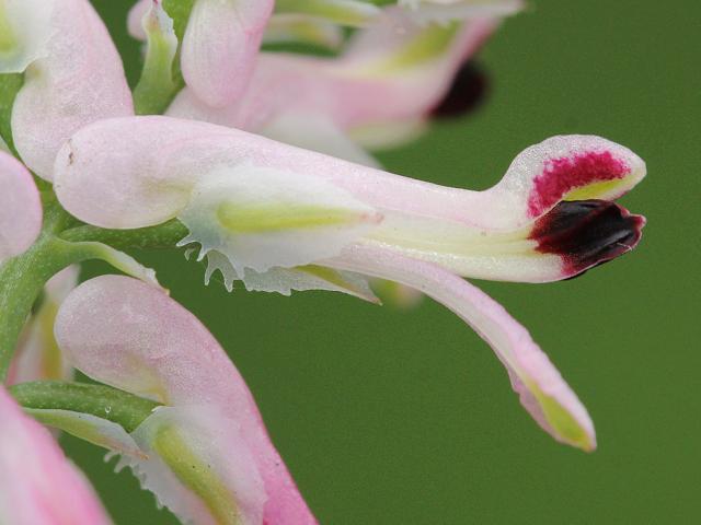 Fumaria occidentalis Western Ramping Fumitory Fumariaceae Images