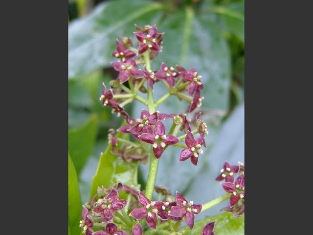 Aucuba japonica Spotted Laurel Garryaceae Images
