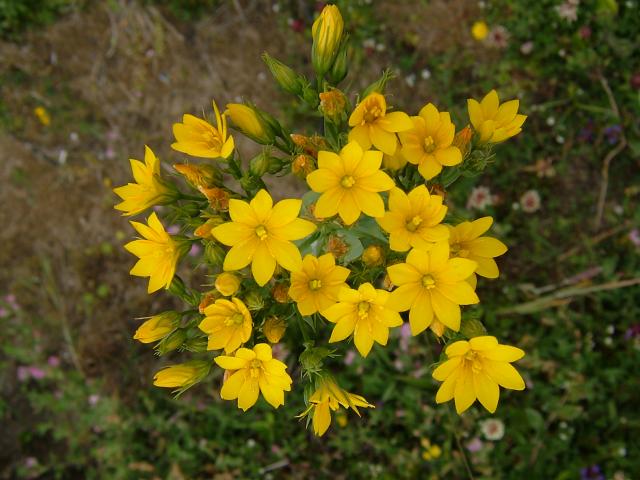 Blackstonia perfoliata Yellow wort Gentianaceae Images