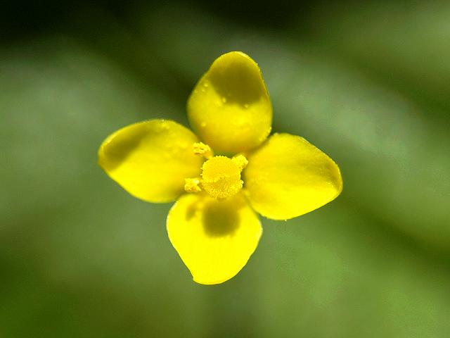 Cicendia filiformis Yellow Centaury Slender Cicendia Gentianaceae Images
