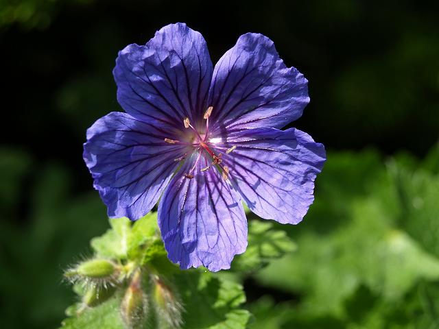 Geranium x magnificum Purple Cranes bill Geraniaceae Images
