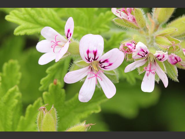 Pelargonium crispum Lemon scented Geranium Geraniaceae Images