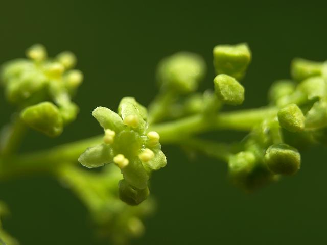 Griselinia littoralis New Zealand Broadleaf Griseliniaceae Images