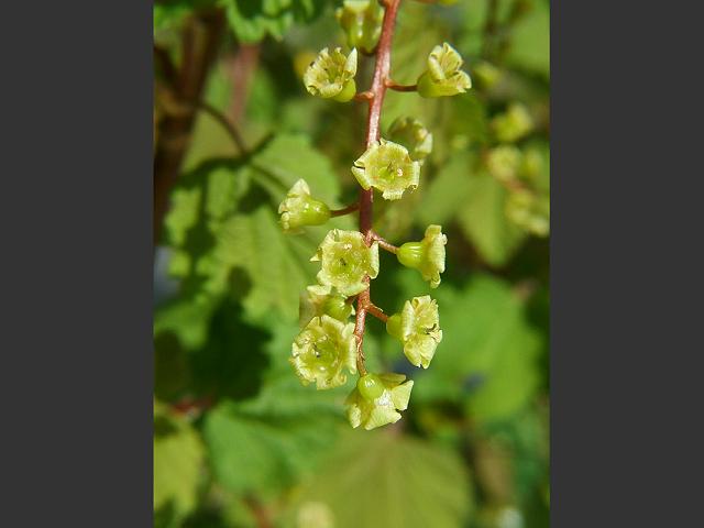 Ribes rubrum Red Currant Grossulariaceae Images