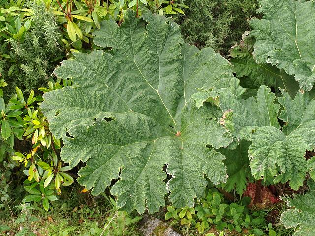 Gunnera manicata Giant Rhubarb Gunneraceae Images