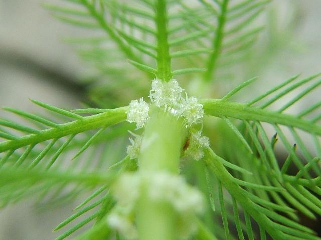Myriophyllum aquaticum Parrots Feather Haloragaceae Images
