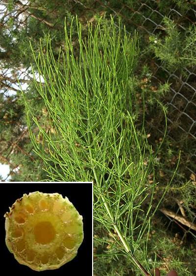 lower plants Horsetails Equisetaceae