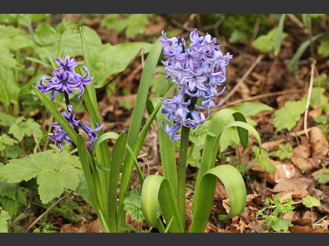 Hyacinthus orientalis Garden Hyacinth Hyacinthaceae Images