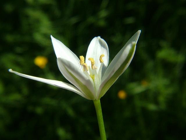 Ornithogalum umbellatum subspecies campestre Star of Bethlehem Hyacinthaceae Images