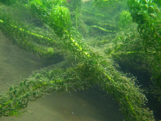 Lagarosiphon major Curly Waterweed or Pondweed Hydrocharitaceae Images