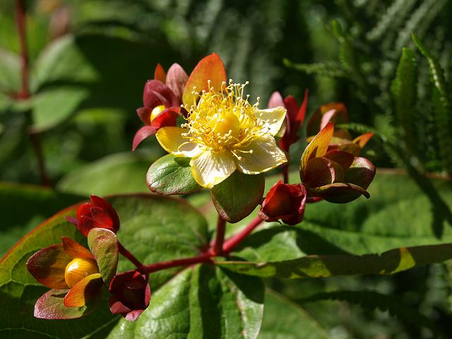 Hypericum androsaemum Tutsan or Sweet Amber Hypericaceae Images