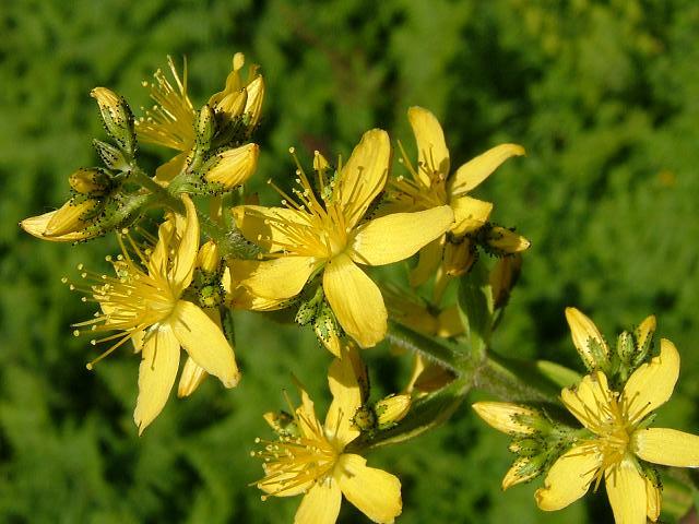 Hypericum hirsutum Hairy St Johns wort Hypericaceae Images