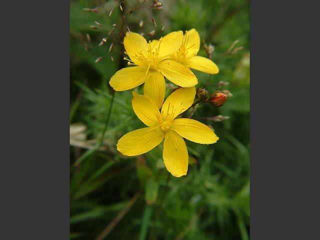 Hypericum linariifolium Toadflax leaved St Johns wort Hypericaceae Images