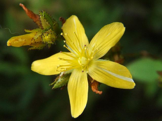 Hypericum montanum Pale St Johns wort Hypericaceae Images
