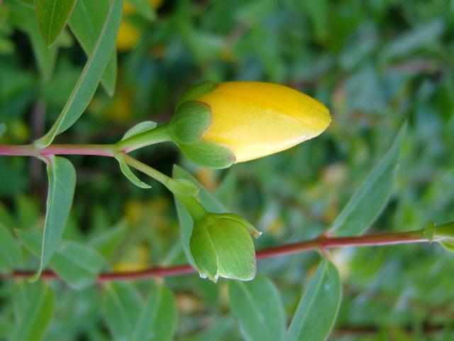 Hypericum patulum Hidcote a Rose of Sharon Hypericaceae Images