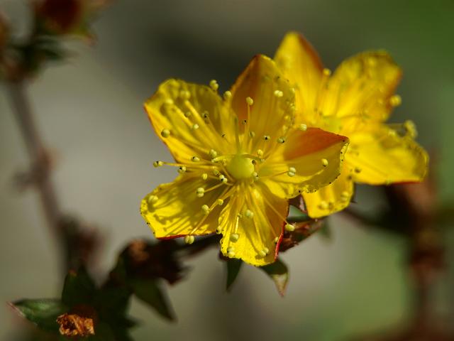 Hypericum undulatum Wavy St Johns wort Hypericaceae Images