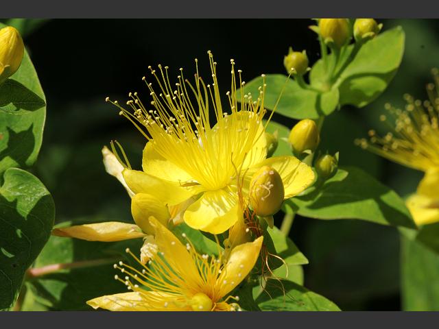 Hypericum x inodorum Tall Tutsan Hypericaceae Images