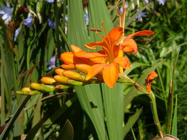 Crocosmia masoniorum Golden Swan Iridaceae Images