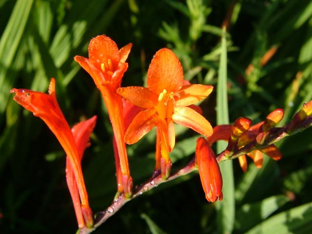 Crocosmia paniculata Aunt Liza Iridaceae Images
