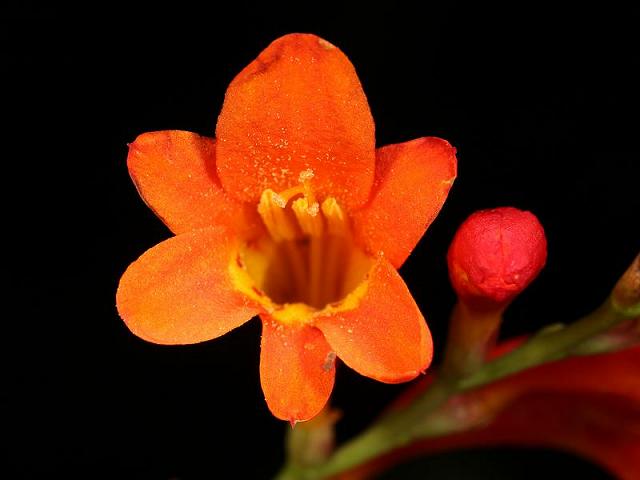 Crocosmia pottsii Potts Montbretia Iridaceae Images