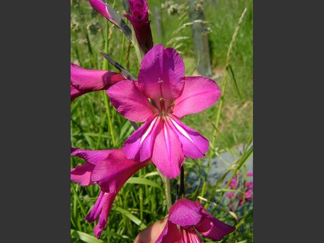 Gladiolus communis subspecies byzantinus Eastern Gladiolus Iridaceae Images